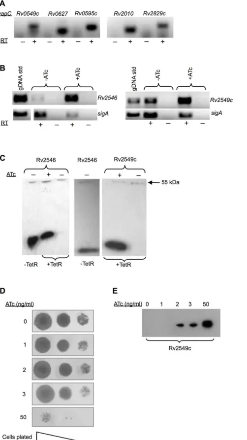 Figure 4. Analysis of ATc-regulated vapC expression in mycobacteria. Expression was analyzed by RT-PCR (A and B) and detection of expressed proteins by epitope tagging (C)