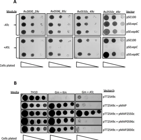 Figure 5. Neutralization of Mtb VapC toxicity in M. smegmatis by cognate antitoxin expression