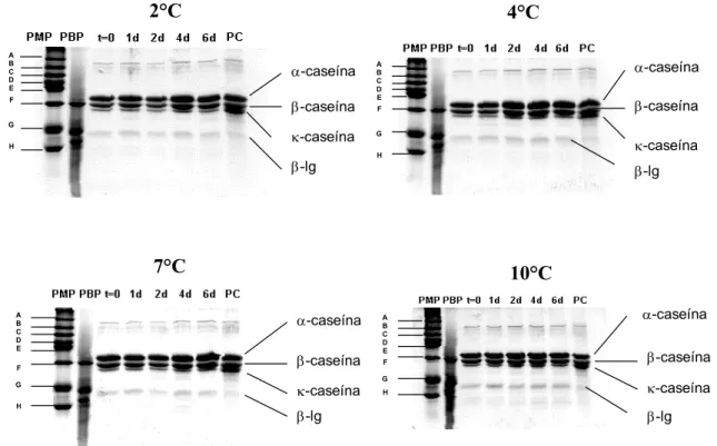 Figura 10  – SDS-PAGE (15%) das proteínas do leite controle, incubado a 2, 4,  7 e 10ºC, e revelado com Coomassie-blue