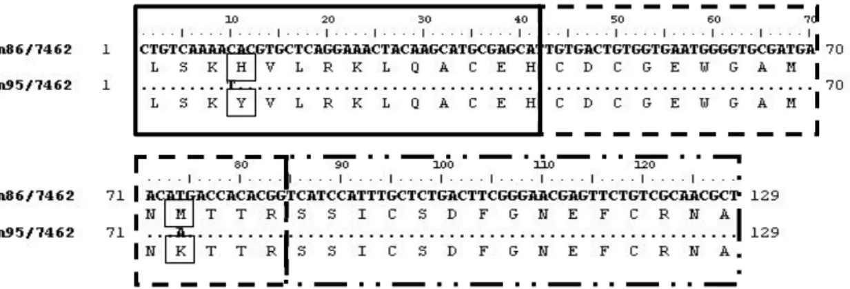 Figura 5: Desenho da vacina sintético SBm7462 comparada com as seqüências homólogas  da proteína Bm95