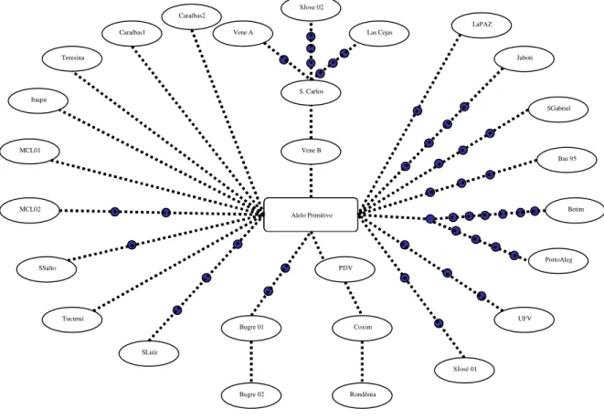Figura 6: Cladograma construído a partir das seqüências de nucleotídeos do fragmento do  gene bm86 pelo software TCS 1.18