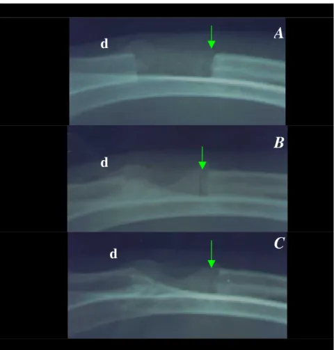 Figura 7. Radiografias A, B e C, às 3, 6 e 9 semanas, respectivamente, de um animal do   Grupo P