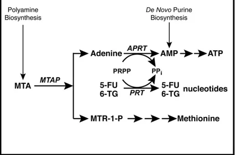 Figure 1. MTAP metabolic pathway. In normal cells, MTAP cleaves MTA, a by-product of polyamine biosynthesis, into adenine and MTR-1-P.