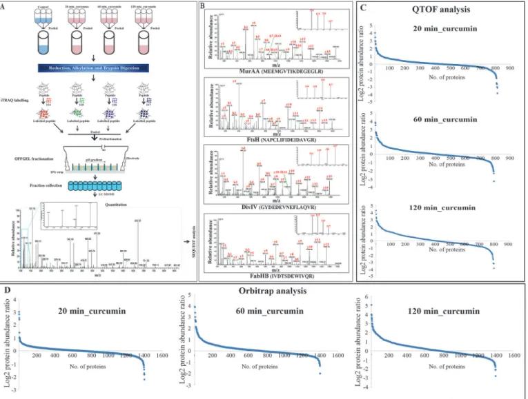 Fig 3. Schematic representation of experimental strategy for temporal proteome analysis of B