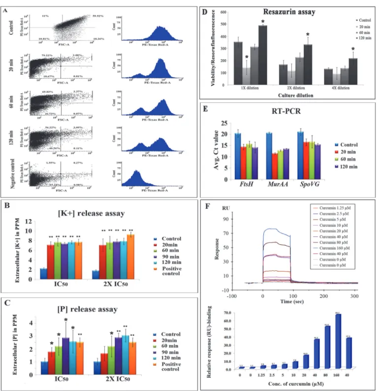 Fig 5. (A) CTC staining and flow cytometric analysis for respiratory activity. Graphical representation of CTC mean intensity (PE-Texas Red-A) vs.