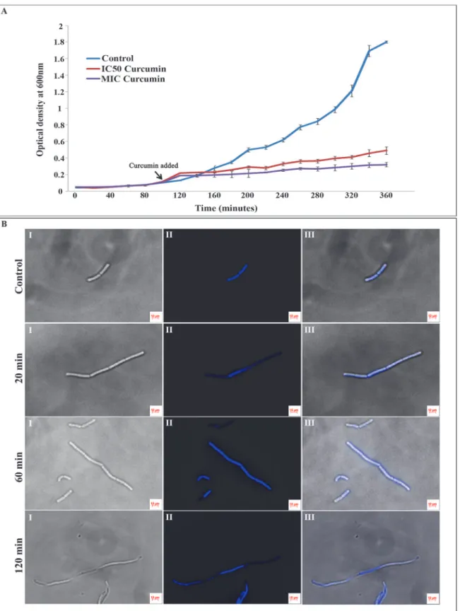 Fig 1. Effect of curcumin treatment on the B. subtilis AH75 growth and cell morphology