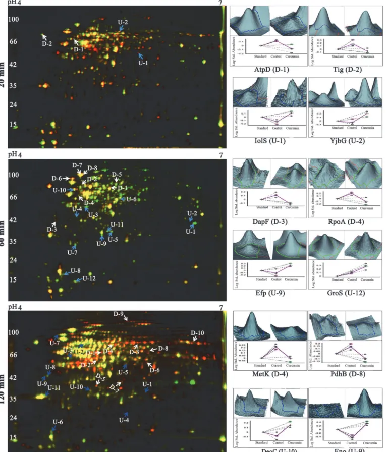 Fig 2. Temporal proteome changes of B. subtilis under curcumin treatment identified using 2D-DIGE
