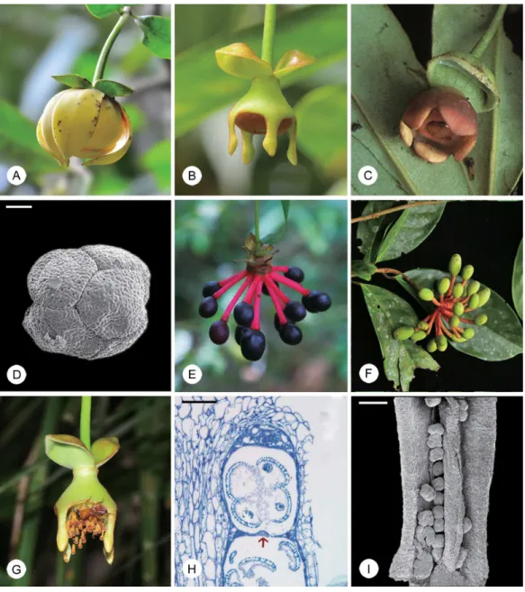 Fig 1. Flowers, fruits and pollen of selected Disepalum species. (A) Flower of Disepalum pulchrum