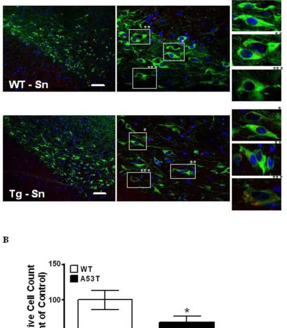 Figure 7. Immunohistochemical co-localization and counting of dopaminergic neurons in Substantia nigra 