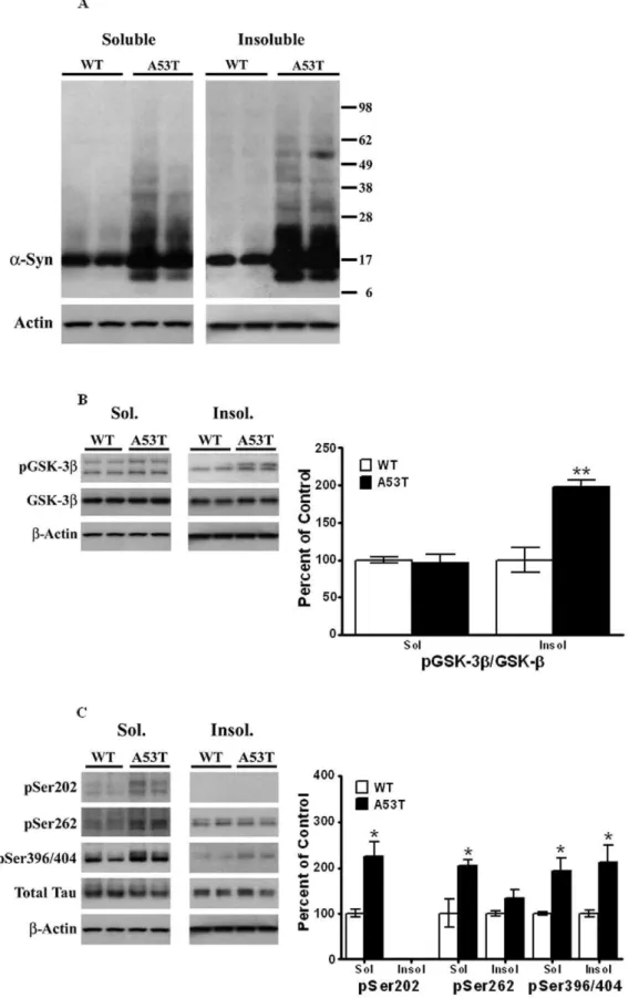 Figure 3. Triton X-100 solubilization of striatal lysates from A53T a-Syn mutant and age-matched control animals
