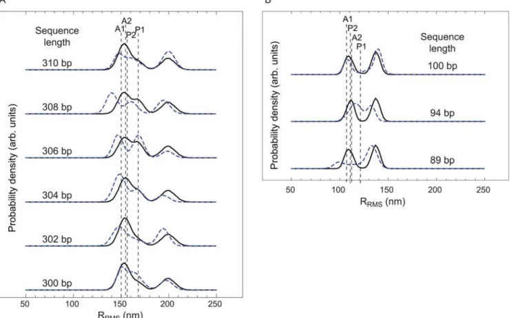 Figure 11. Theory and experiment for the probability density functions of RMS bead excursion for (A) our six ‘‘long chain’’