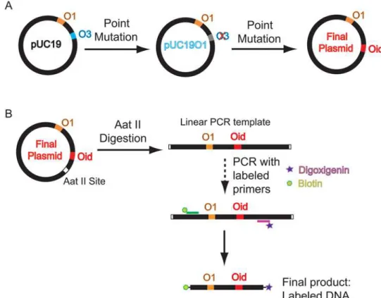 Figure 13. Synthesis of DNA construct. A) Schematic of the procedure for construction of the plasmid with two Lac repressor binding sites