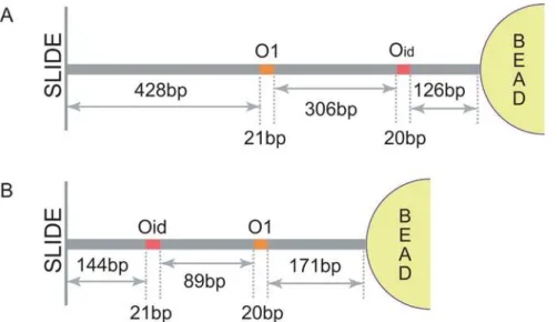 Table 3. Materials used in amplifying labeled DNA using PCR.