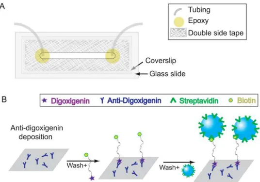 Figure 16. Illustration of TPM sample preparation. (A) Sketch of the flow cell. (B) The scheme for making DNA tethers.