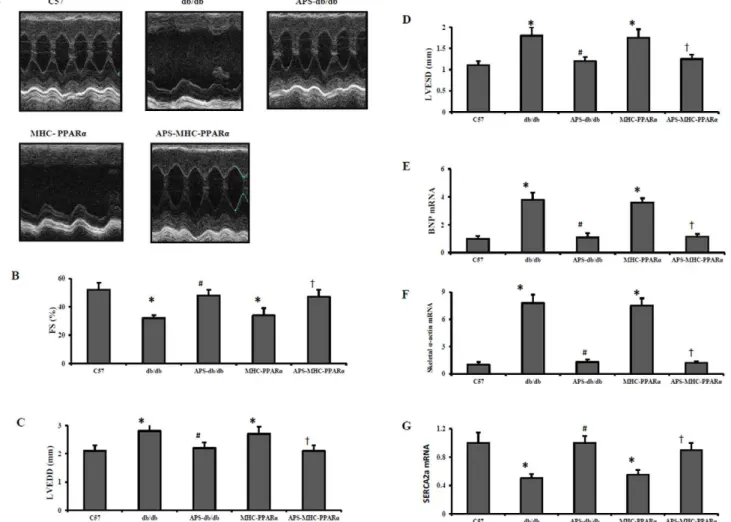 Figure 1. Echocardiographic properties and expression of cardiac dysfunction marker genes in hearts of mice