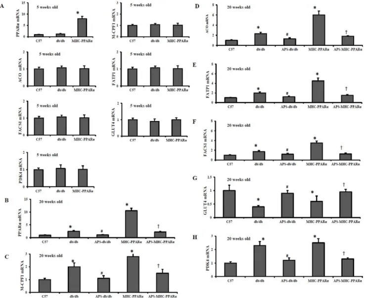 Figure 5. Gene expression of PPARa target genes in hearts of mice at different age. Cardiac tissues from db/db mice and MHC-PPARa mice with/without APS administration were detected for the gene expression at the age of 5 weeks (A) and 20 weeks (B-H) respec