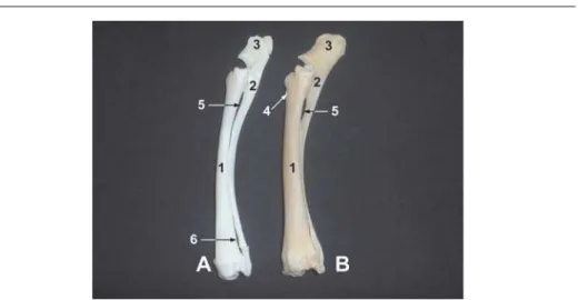 Figure 4. Forearm bones (ossa antebrachii – radius and ulna) of deer A and sheep B. Medial side, front left extremity
