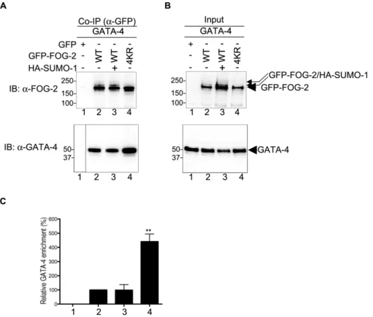Figure 9. Lack of SUMOylation increases the protein-protein interaction between FOG-2 and GATA-4