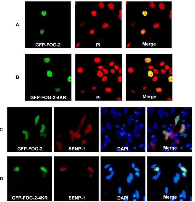 Figure 5. The sub-cellular localization of FOG-2 is not affected by SUMOylation. COS-7 cells were transfected with (A) GFP-FOG-2 or (B) GFP-FOG-2-4KR fusion proteins