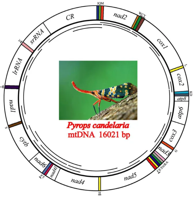 Figure 1. Graphical representation of the mitochondrial genome of Pyrops candelaria . Lines within the circle represent the amplification products