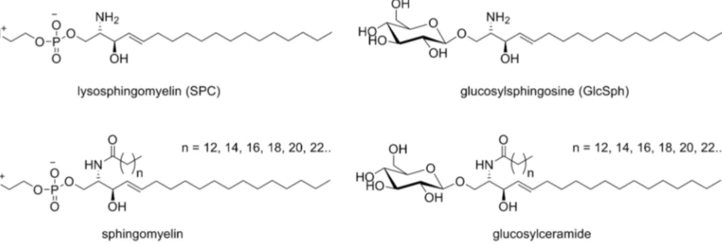 Figure 1. Chemical structures of sphingolipids. The lysosphingolipids SPC and GlcSph measured in plasma for this study, along with their N-acetylated counterparts, sphingomyelin and the monohexosylceramide glucosylceramide which are known to accumulate in 