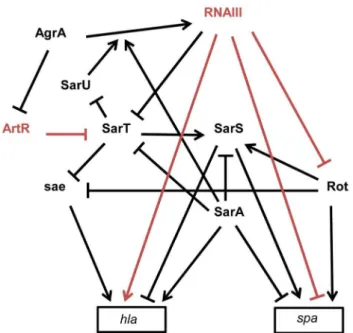 Figure 3. Schematic overview of the multiple interactions between sRNAs and transcriptional regulators involved in spa (protein A) and hla (a-hemolysin) expression in S