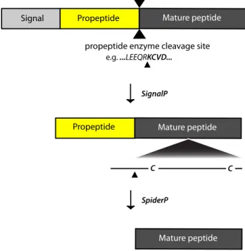 Figure 1. Bioinformatic prediction of signal and propeptide cleavage sites in spider toxin prepropeptide precursors using a combination of SignalP [10] and SpiderP