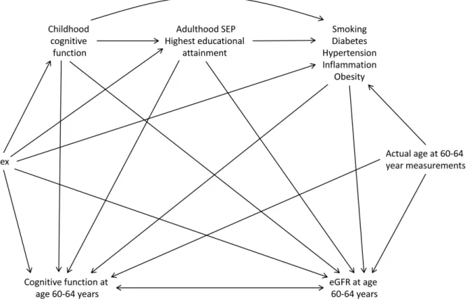 Figure 1. Causal diagram showing inter-relation of variables. Arrows show the assumed direction of causal influence, with the double- double-headed arrow between cognitive function at age 60–64 years and eGFR at age 60–64 years indicating that we make no a
