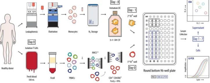 Figure 1. Schematic representation of the APC-dependent assay to monitor DC-induced naive CD4 + T cell polarization