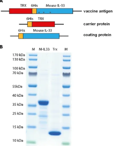 Fig 1. The recombinant proteins employed in the present investigation. (A) Schematic structures of the vaccine antigen (Trx-His-IL-33), the carrier protein (His-Trx) and the His-tagged IL-33 protein used for coating the ELISA plates