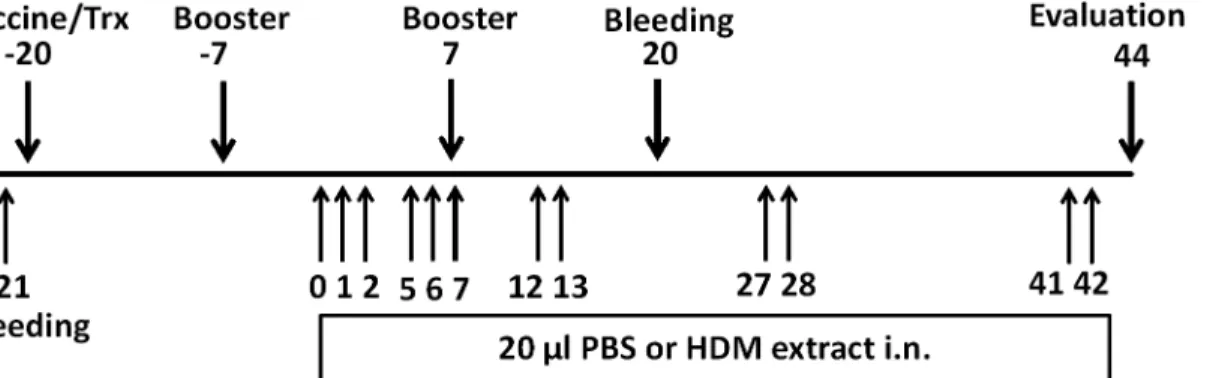 Fig 2. Protocol for the vaccination and intranasal exposure to house dust mite. Blood was collected on day -21 to detect the baseline of anti-IL-33 IgG level