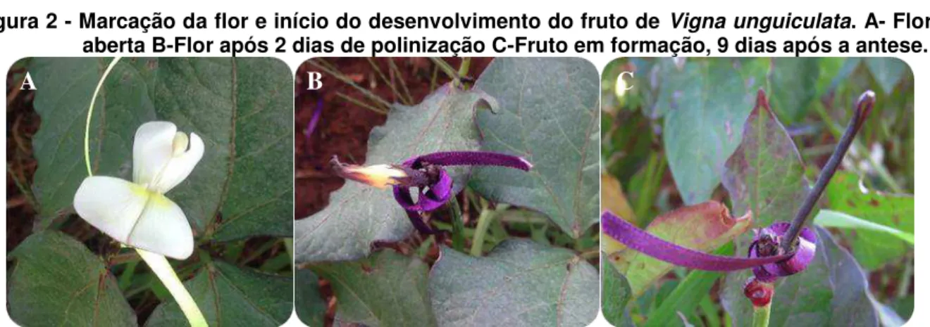 Figura 2 - Marcação da flor e início do desenvolvimento do fruto de Vigna unguiculata
