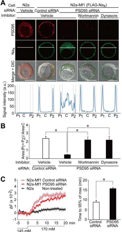 Fig 6. PSD95 promotes the stability of Na x channels at the plasma membrane in neuronal cells