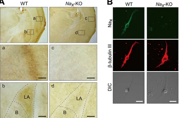 Fig 1. Lateral amygdala neurons express Na x channels. (A) Immunohistochemical staining of the coronal sections of adult wild-type (WT) and Na x - -knockout (Na x -KO) mice with an anti-mNa x antibody