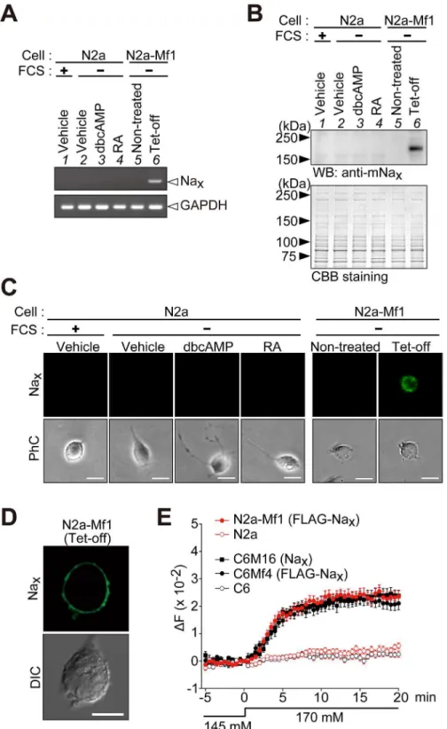 Fig 2. Establishment of mouse neuroblastoma Neuro-2a cells that inducibly express Na x 