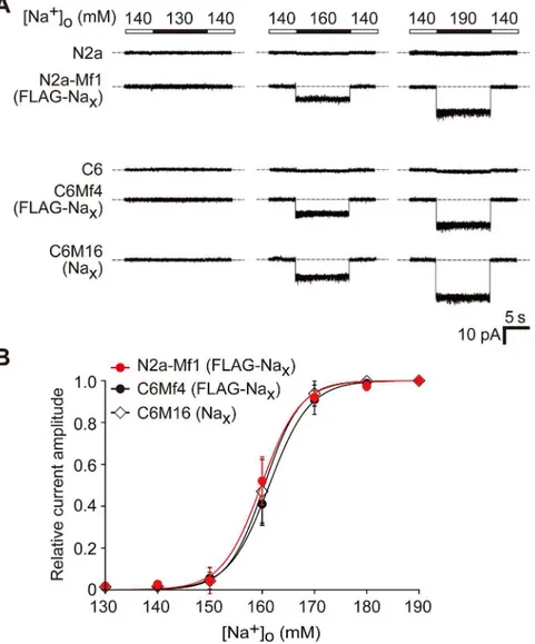 Fig 3. Comparison of Na + sensitivity of Na x expressed in neuronal Neuro-2a and glial C6 cells