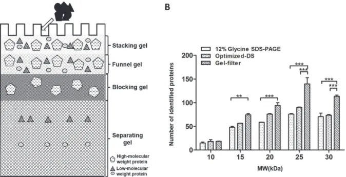 Fig 1. Schematic diagram of gel-filter method and molecular weight distribution of identified LMW proteins from different methods