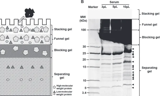 Fig 2. Development of gel-filter method for LMW proteins. A. Schematic diagram of the newly developed gel-filter method