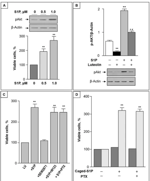 Fig 6. S1P protects CC cells from luteolin-induced toxicity by activating Akt. (A) Upper panel: CC cells were treated with 0.5–1 μM S1P for 2 h