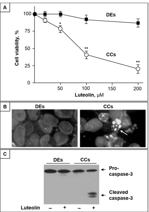 Fig 1. Luteolin induces apoptosis in CC cells but not in DEs. (A) CC cells (CCs) and DEs were treated with different concentrations of luteolin, and after 48 h cell viability was assayed by MTT