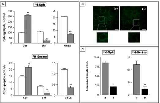 Fig 3. Luteolin inhibits ceramide metabolism to complex sphingolipids. (A) CC cells were pulsed with 25 nM 3 H-Sph (upper panel) or 200 nM 3 H-serine (lower panel) in the absence (white bar) or presence (grey bar) of 100 μM luteolin for 2 h