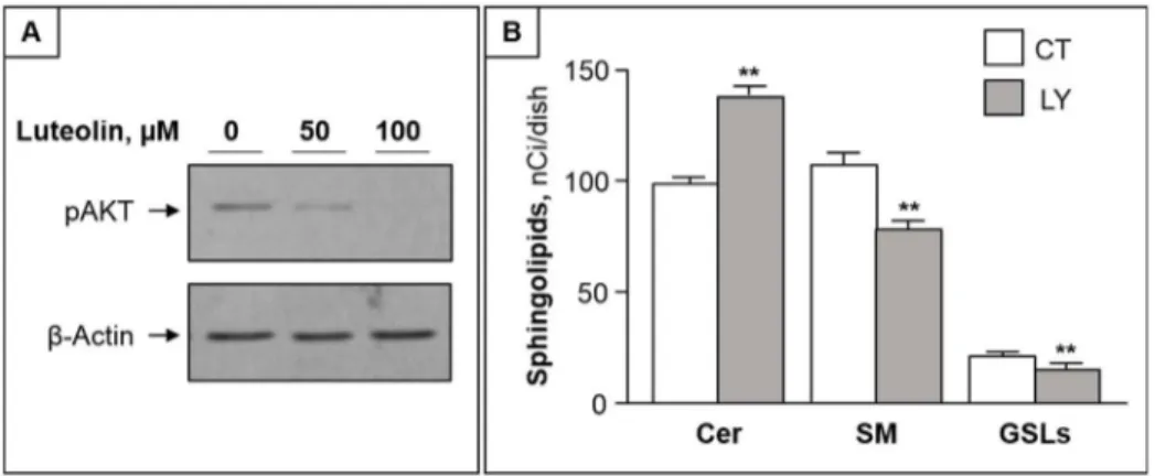 Fig 4. Akt inhibition by luteolin is involved in its effect on ceramide metabolism. (A) CCs were treated with 50 and 100 μM of luteolin for 2 h and submitted to immunoblotting with anti-pAKT antibodies