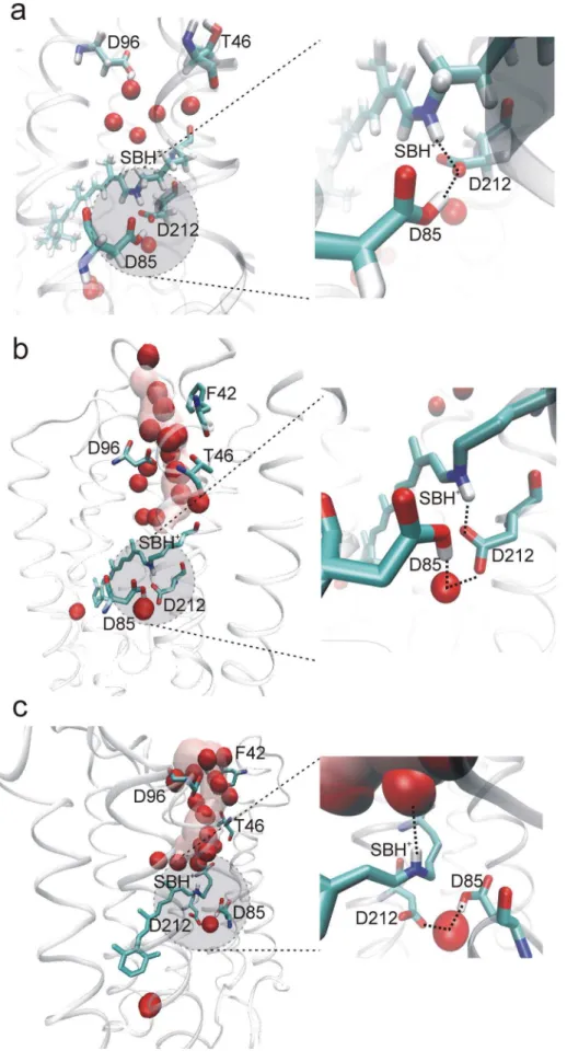 Figure 3. Structural snapshots of the protonated SB (SBH + ) in different simulations