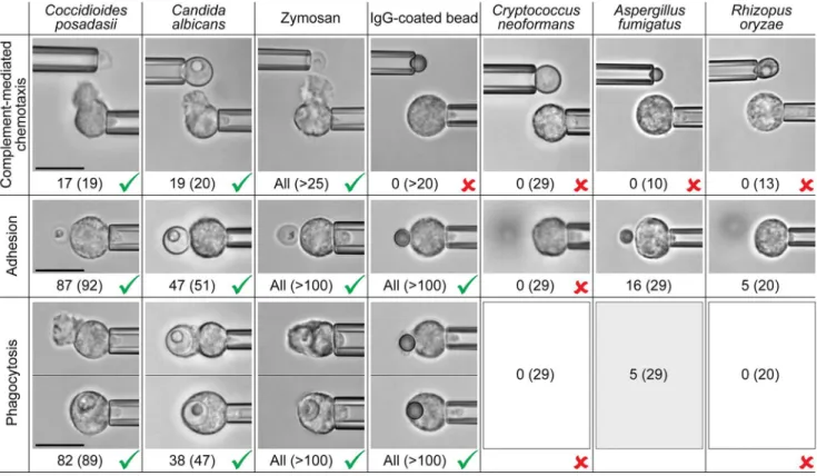 Fig 9. Side-by-side comparison of the aptitude of passive human neutrophils to recognize various fungal and model targets