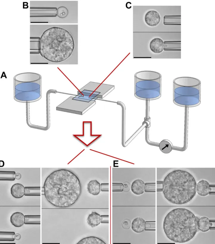 Fig 2. Overview of single-cell experiments. A. Schematic of our dual-micropipette manipulation system