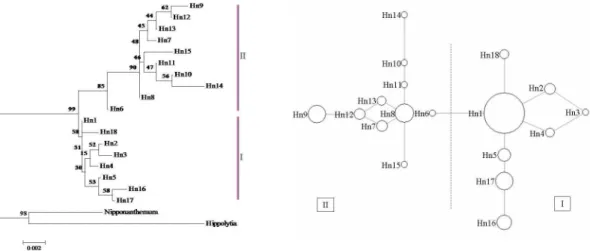 Figure 4. The evolutionary relationships among nrDNA haplotypes. (A) NJ phylogenetic tree for the 18 nrDNA haplotypes