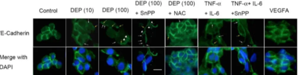 Fig 6. DEPs and the induced cytokines caused capillary VE-cadherin redistribution. Endothelial tube cells were treated for 24 h with DEPs±SnPP or TNF-α+IL-6± SnPP