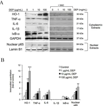 Fig 3. DEPs affected the expression of intracellular proteins. (A) After a 24-h exposure to DEPs ± NAC, endothelial tube cells were lysed, and cytoplasmic and nuclear proteins were extracted for western blot analysis