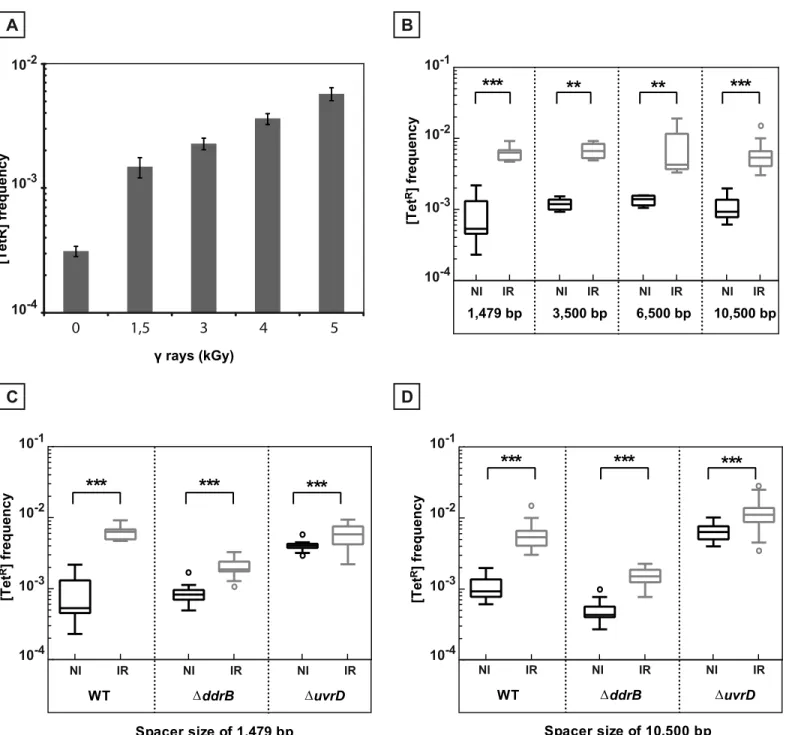 Fig 6. γ-irradiation induced recombination between repeated sequences. A. Induction of recombination between repeated sequences separated by 1,479 bp as a function of the radiation dose