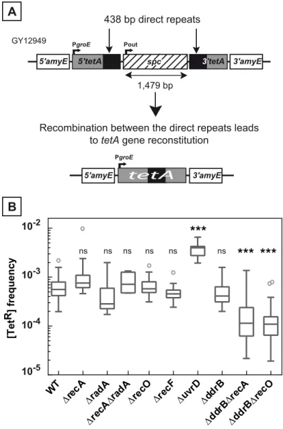 Fig 1. Deletion frequency between repeated sequences depends on the genetic context. A